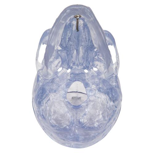 A20-T_07_Transparent-Classic-Human-Skull-Model-3-part