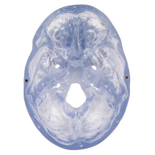 A20-T_08_Transparent-Classic-Human-Skull-Model-3-part