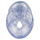 A20-T_08_Transparent-Classic-Human-Skull-Model-3-part