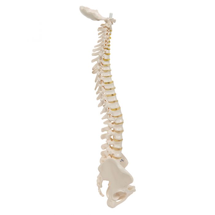 A18-20_01_1200_1200_Colonne-vertebrale-miniature-elastique_2