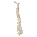 A18-20_01_1200_1200_Colonne-vertebrale-miniature-elastique_2