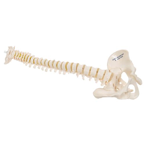A18-20_04_Colonne-vertebrale-miniature-elastique