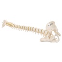 A18-20_04_Colonne-vertebrale-miniature-elastique