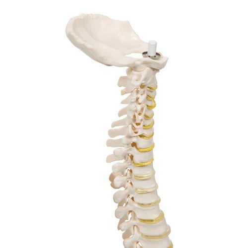 A18-20_05_Colonne-vertebrale-miniature-elastique