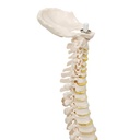 A18-20_05_Colonne-vertebrale-miniature-elastique