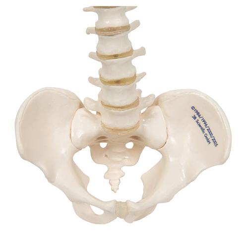 A18-20_06_Colonne-vertebrale-miniature-elastique