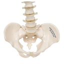 A18-20_06_Colonne-vertebrale-miniature-elastique