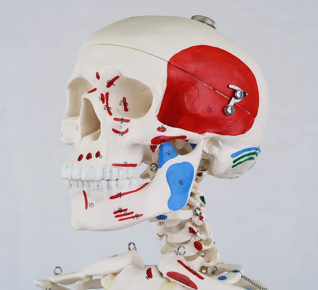 A18-5_02_1200_1200_Mini-Human-Skeleton-Shorty-with-Painted-Muscles-Pelvic-Mounted-Half-Natural-Size