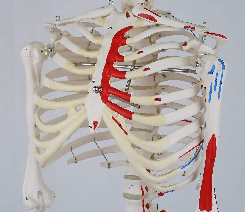 A18-5_03_1200_1200_Mini-Human-Skeleton-Shorty-with-Painted-Muscles-Pelvic-Mounted-Half-Natural-Size