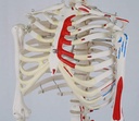 A18-5_03_1200_1200_Mini-Human-Skeleton-Shorty-with-Painted-Muscles-Pelvic-Mounted-Half-Natural-Size