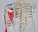A18-5_04_1200_1200_Mini-Human-Skeleton-Shorty-with-Painted-Muscles-Pelvic-Mounted-Half-Natural-Size