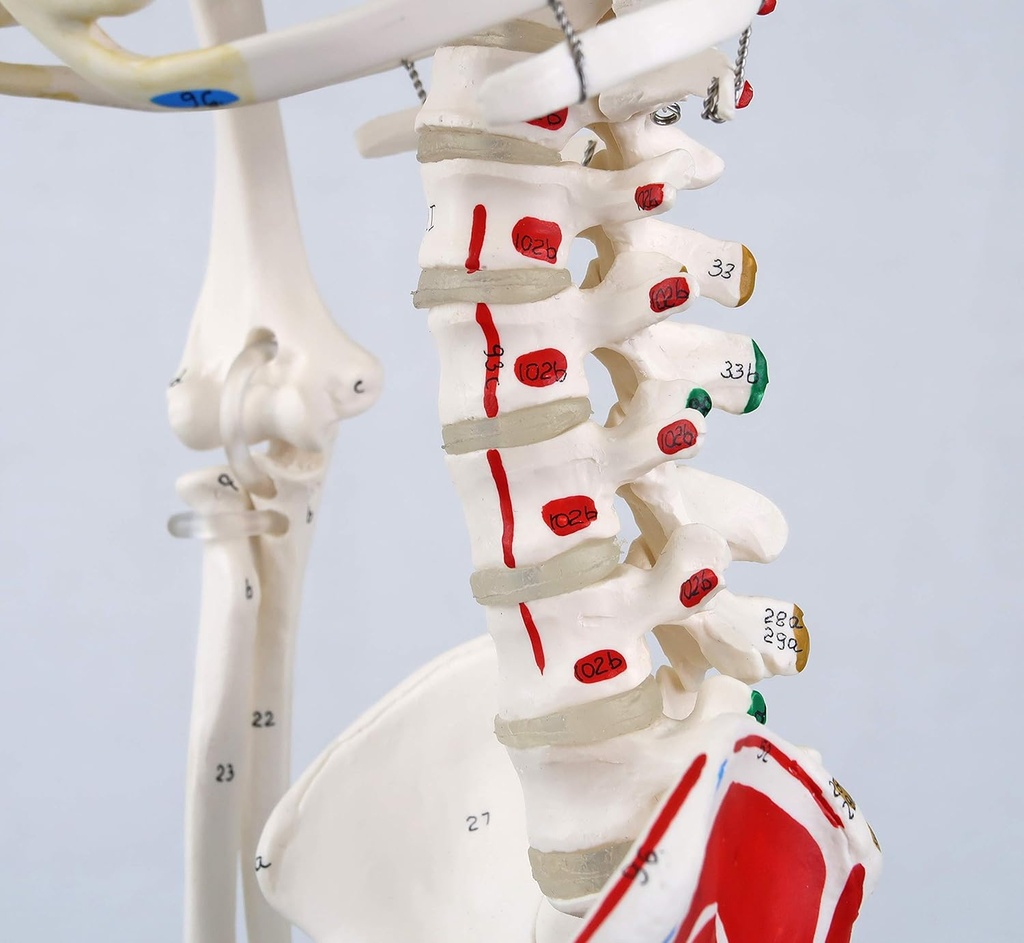 A18-5_05_1200_1200_Mini-Human-Skeleton-Shorty-with-Painted-Muscles-Pelvic-Mounted-Half-Natural-Size