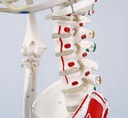 A18-5_05_1200_1200_Mini-Human-Skeleton-Shorty-with-Painted-Muscles-Pelvic-Mounted-Half-Natural-Size
