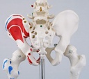 A18-5_06_1200_1200_Mini-Human-Skeleton-Shorty-with-Painted-Muscles-Pelvic-Mounted-Half-Natural-Size