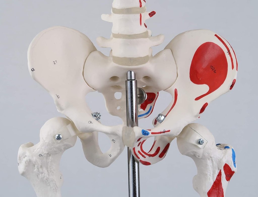 A18-5_07_1200_1200_Mini-Human-Skeleton-Shorty-with-Painted-Muscles-Pelvic-Mounted-Half-Natural-Size