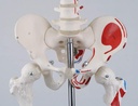 A18-5_07_1200_1200_Mini-Human-Skeleton-Shorty-with-Painted-Muscles-Pelvic-Mounted-Half-Natural-Size