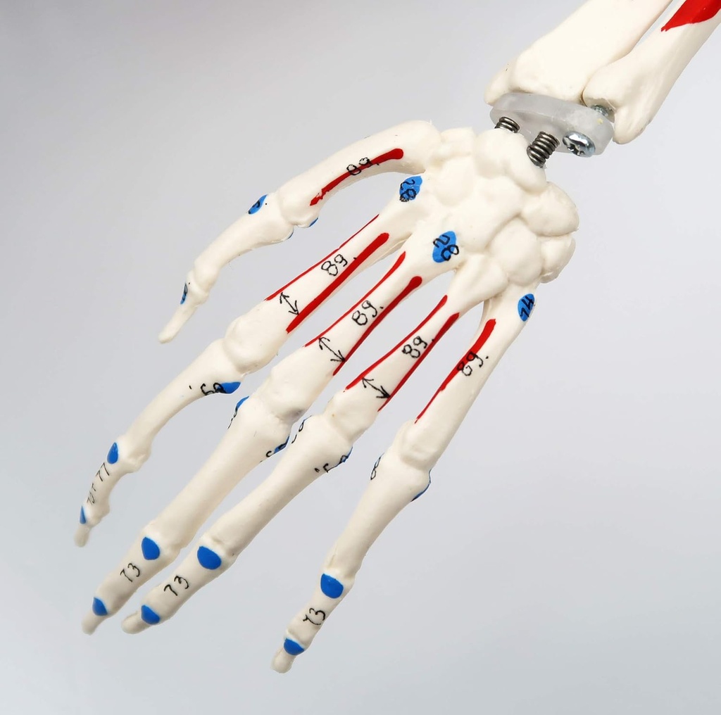 A18-5_08_1200_1200_Mini-Human-Skeleton-Shorty-with-Painted-Muscles-Pelvic-Mounted-Half-Natural-Size