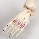 A18-5_09_1200_1200_Mini-Human-Skeleton-Shorty-with-Painted-Muscles-Pelvic-Mounted-Half-Natural-Size