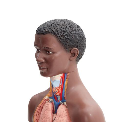 B22D_03_Mini-torso-em-12-partes-pele-escura