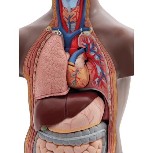B22D_04_Mini-torso-em-12-partes-pele-escura