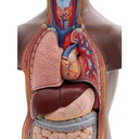B22D_04_Mini-torso-em-12-partes-pele-escura