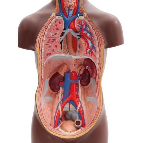 B22D_05_Mini-torso-em-12-partes-pele-escura