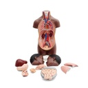 B22D_06_Mini-Human-Torso-Model-12-part-dark-skin