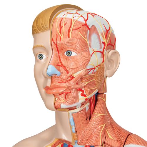 B53_03_Modele-musculaire-3B-Scientific-du-corps-humain-bisexue-europeen-en-39-parties