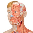 B53_03_Modele-musculaire-3B-Scientific-du-corps-humain-bisexue-europeen-en-39-parties