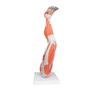 M20_05_Muscles-de-la-jambe-en-9-parties