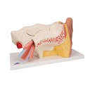 E11_02_1200_1200_Human-Ear-Model-3-times-Life-Size-6-part