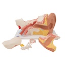 E11_03_1200_1200_Human-Ear-Model-3-times-Life-Size-6-part