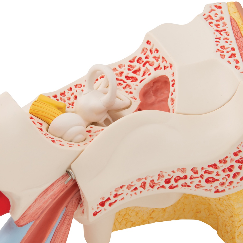 E11_05_1200_1200_Human-Ear-Model-3-times-Life-Size-6-part