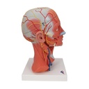 C05_02_Musculature-de-la-tete-en-5-parties