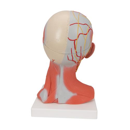 C05_03_Musculature-de-la-tete-en-5-parties