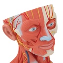 C05_06_1200_1200_Head-and-Neck-Musculature-Model-5-part