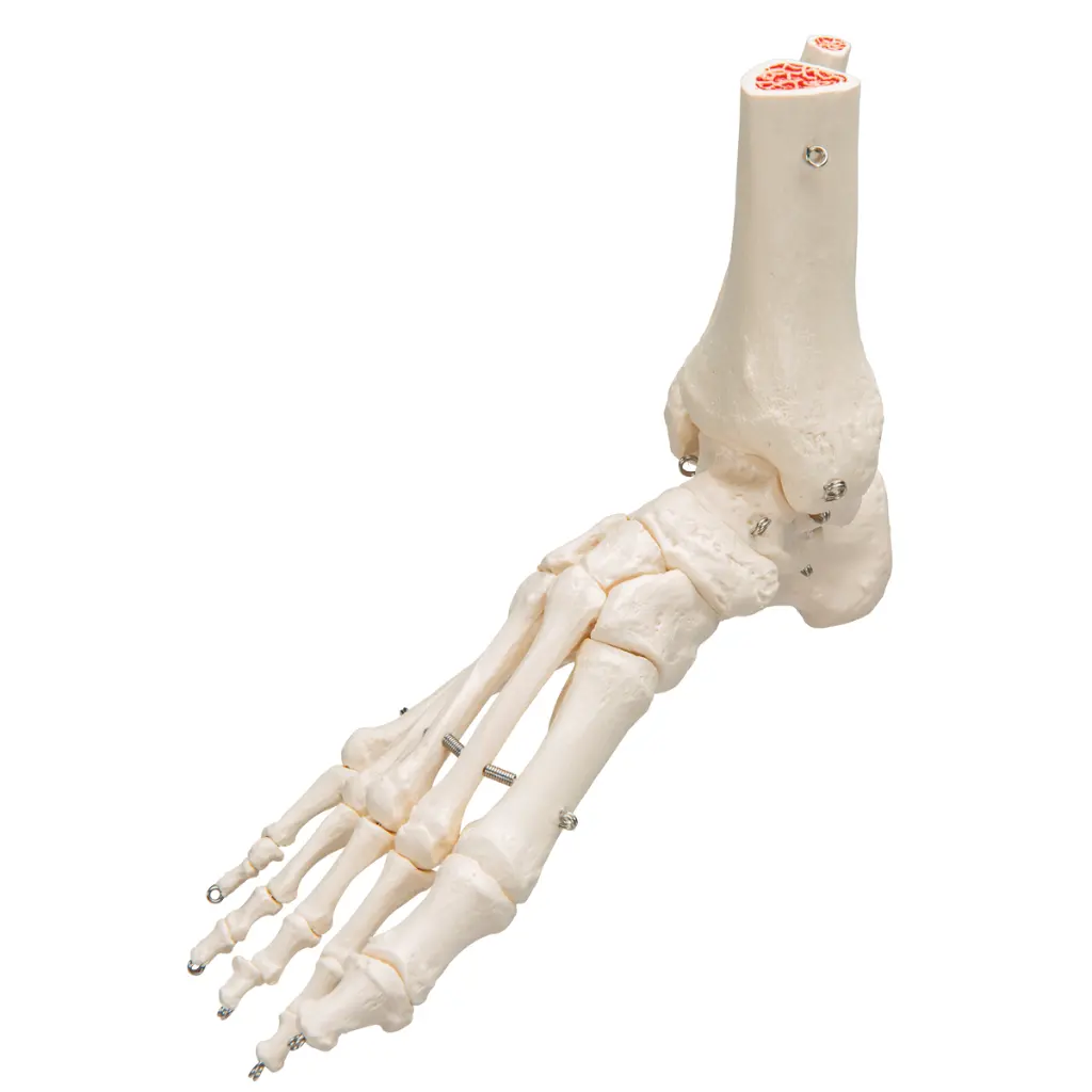 A31_03_1200_1200_Human-Foot-Ankle-Skeleton-Wire-Mounted.webp