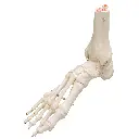 A31_03_1200_1200_Human-Foot-Ankle-Skeleton-Wire-Mounted.webp