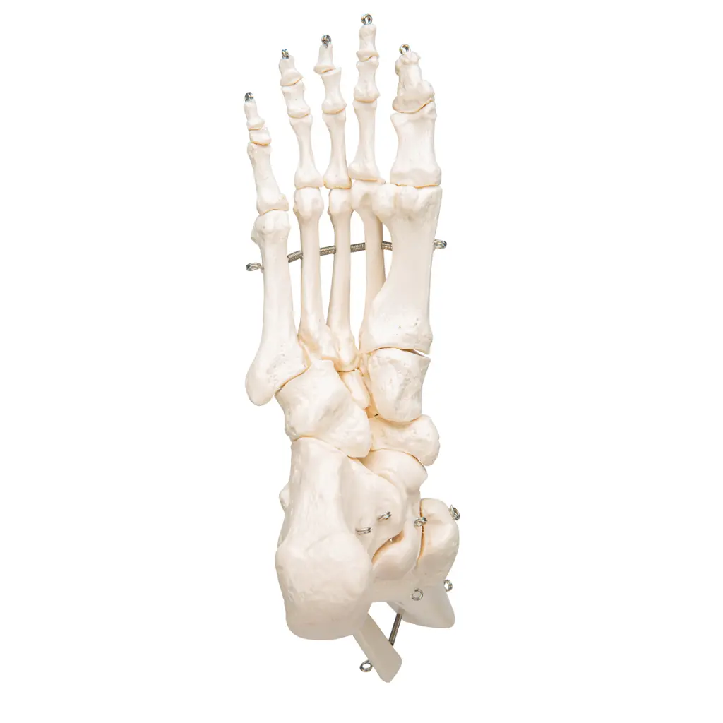A31_07_1200_1200_Human-Foot-Ankle-Skeleton-Wire-Mounted.webp