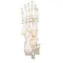 A31_07_1200_1200_Human-Foot-Ankle-Skeleton-Wire-Mounted.webp