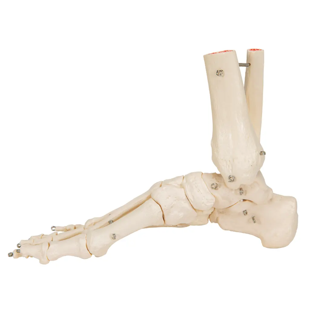 A31_04_1200_1200_Human-Foot-Ankle-Skeleton-Wire-Mounted.webp