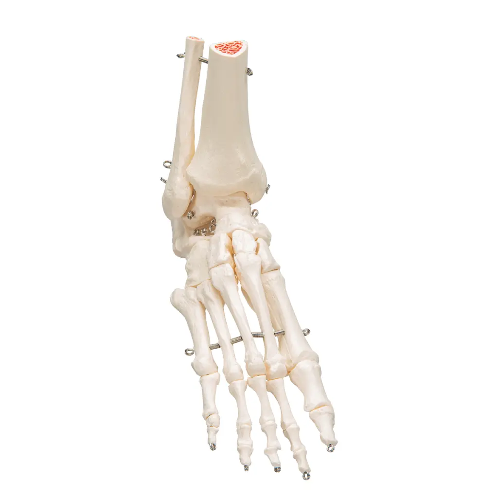 A31_02_1200_1200_Human-Foot-Ankle-Skeleton-Wire-Mounted.webp