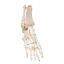 A31_02_1200_1200_Human-Foot-Ankle-Skeleton-Wire-Mounted.webp