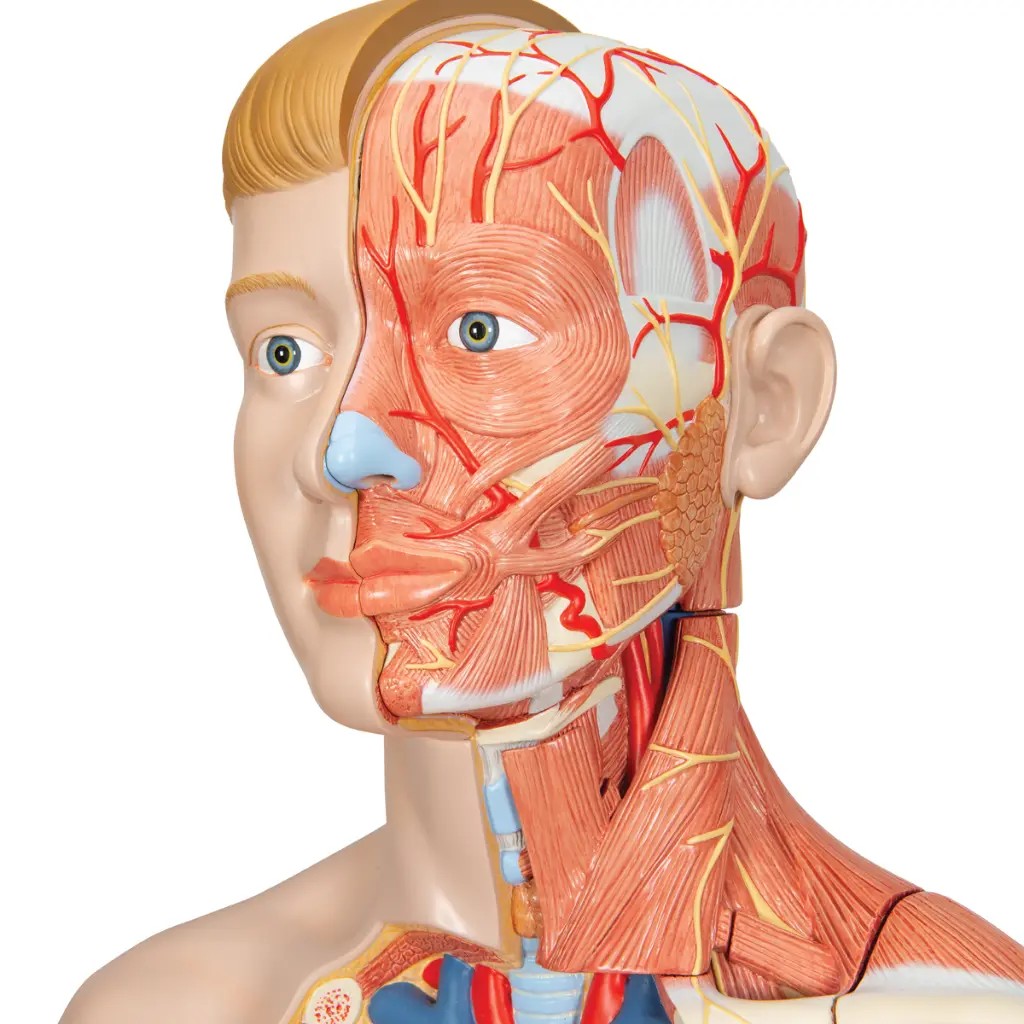 B42_07_1200_1200_Life-Size-Dual-Sex-Human-Torso-Model-with-Muscle-Arm-33-part.webp