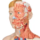 B42_07_1200_1200_Life-Size-Dual-Sex-Human-Torso-Model-with-Muscle-Arm-33-part.webp