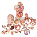 B42_06_1200_1200_Life-Size-Dual-Sex-Human-Torso-Model-with-Muscle-Arm-33-part.webp