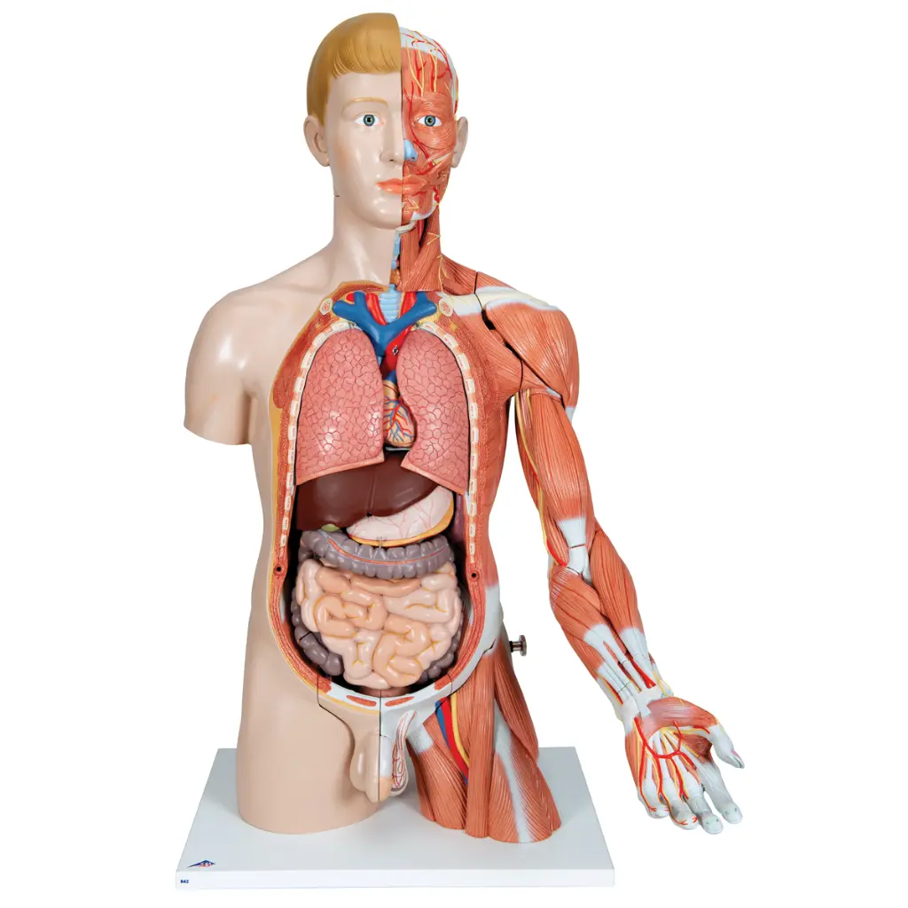B42_05_1200_1200_Life-Size-Dual-Sex-Human-Torso-Model-with-Muscle-Arm-33-part.webp