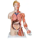 B42_05_1200_1200_Life-Size-Dual-Sex-Human-Torso-Model-with-Muscle-Arm-33-part.webp