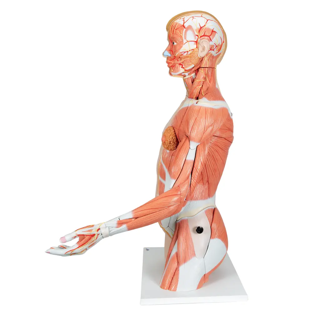 B42_04_1200_1200_Life-Size-Dual-Sex-Human-Torso-Model-with-Muscle-Arm-33-part.webp