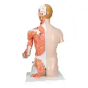 B42_03_1200_1200_Life-Size-Dual-Sex-Human-Torso-Model-with-Muscle-Arm-33-part.webp